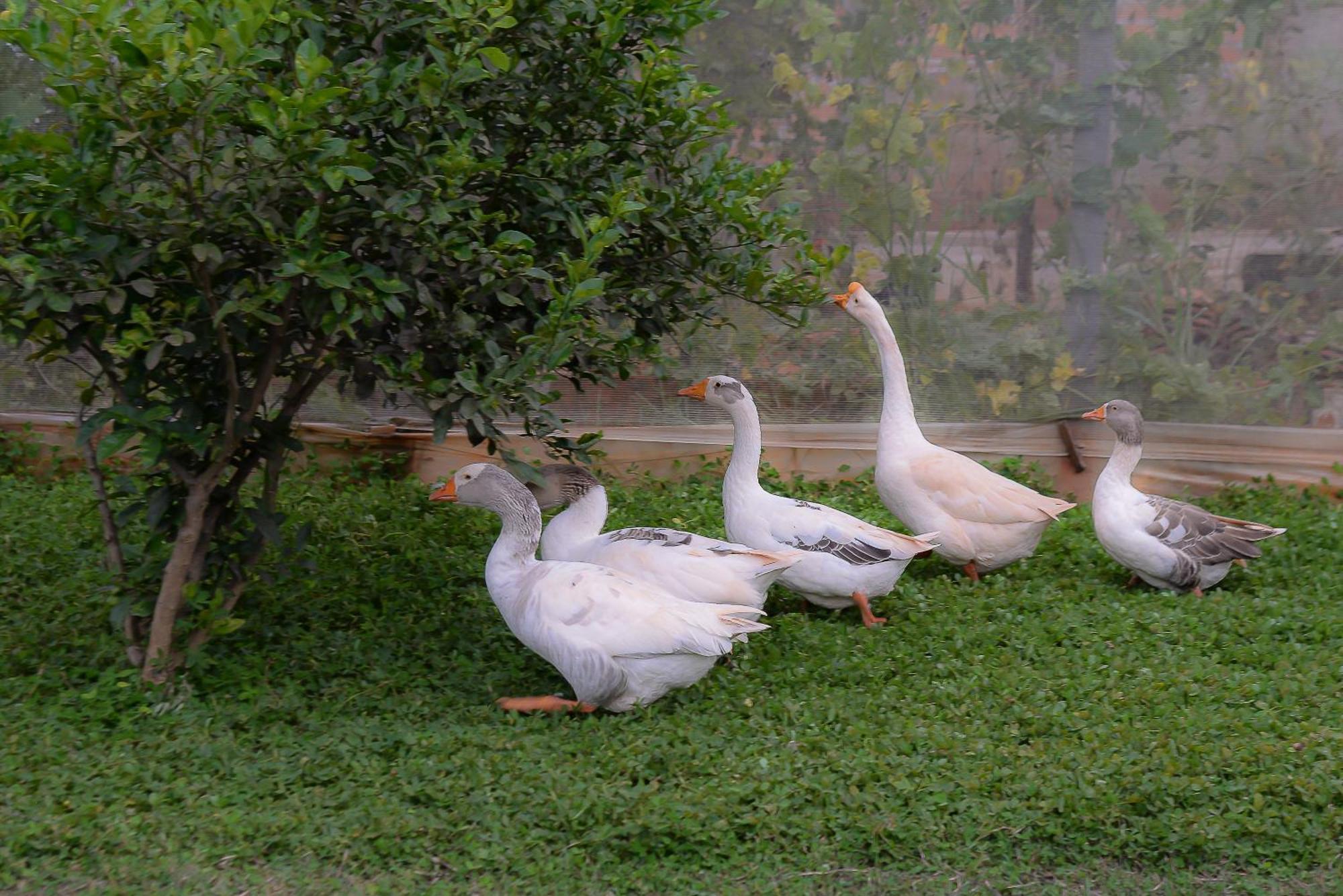 Casa De Campo - 15 Minutos Das Cataratas E Aeroporto - Piscina Com Agua Salgada E Muito Espaco Ao Ar Livre Foz do Iguaçu Exterior foto